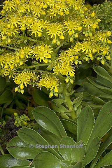 aeonium arboreum var holochrysum 4 graphic